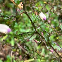 Strobilanthes helicoides T.Anderson